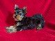 Je donne chiot yorkshire terrier 