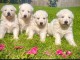 Adorable chiot golden retriever 