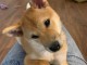 Chiot Shiba adorable 