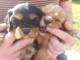 Adorable chiot cavalier king charles disponibles 