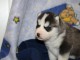 Chiot husky sibérien à adopter 