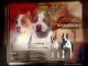 American Staffordshire Terrier – Magnifiques Chiots