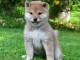 Chiot Shiba adorable 