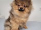 Chiot spitz allemand adorable 