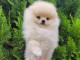 Chiot Spitz nain Poméranie disponibles 