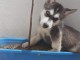 Je donne chiot husky sibérien 