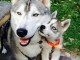 Dons chiot husky sibérien sont toujours disponibles 