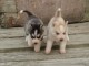 Deux chiots husky sibérien a donner 