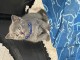 Chaton Chartreux a donner 