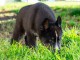 Chiot husky sibérien 