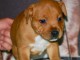 Chiot staffie disponibles de suite 