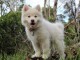 Bb chiots husky a donner 