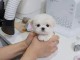 Magnifique chiots Bichon maltais 