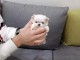 Magnifique chiots Bichon maltais 