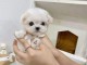 Magnifique chiots Bichon maltais 