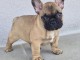 Chiot Bouledogue Français a donner