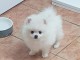 Chiot Spitz allemand nain a donner