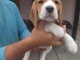 Beagle chiots à vendre