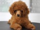 Chiots Toy Poodle à vendre