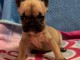 Adoption chiot bouledogue français 