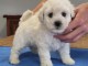 Chiot bichon frisé adopter 