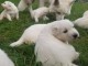 Chiot berger blanc suisse adorable 