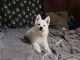 Chiot berger blanc suisse sont disponibles 