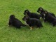 Chiot berger allemand à donner 