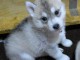 Chiot husky sibérien à adopter 