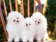 A donner chiots spitz nains blancs