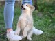 Chiots Akita Inu japonais