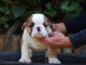 Beaux chiots Bulldog Anglais