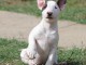 Chiots Mini Bull Terrier