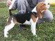 Beagle femelle à vendre