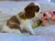 Adoption chiot cavalier king charles disponibles 