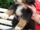 Adorable chiot femelle type bouvier bernois non-lof