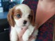 Je donner chiot cavalier king charles disponibles 