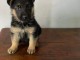 Chiot berger allemand à adopter 