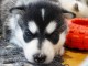 Je donne chiot husky sibérien 