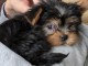 Je donne chiot yorkshire terrier 