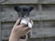 Chiot chihuahua disponibles 