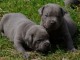 Adorable chiot staffie à donner 