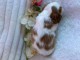 Adorable chiot cavalier king charles disponibles 