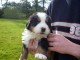 Adorable chiot femelle type bouvier bernois non-lof