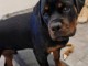 Chiot rottweiler a donner 