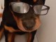 Adorable chiot rottweiler pour compagnie 