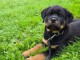 Chiot rottweiler pour adoption 