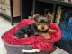 Chiot yorkshire terrier adorable 