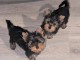 Je donne chiot yorkshire terrier 