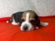 Adoption chiot beagle 